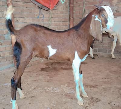 Bakra for sale qurbani  2027
