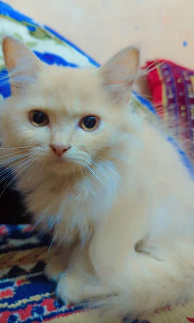 name shadow