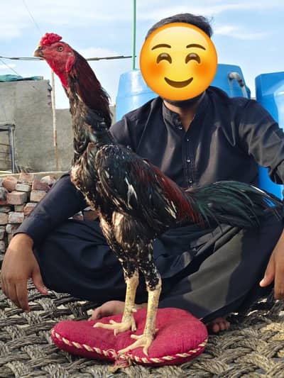 Adeel bird for sale