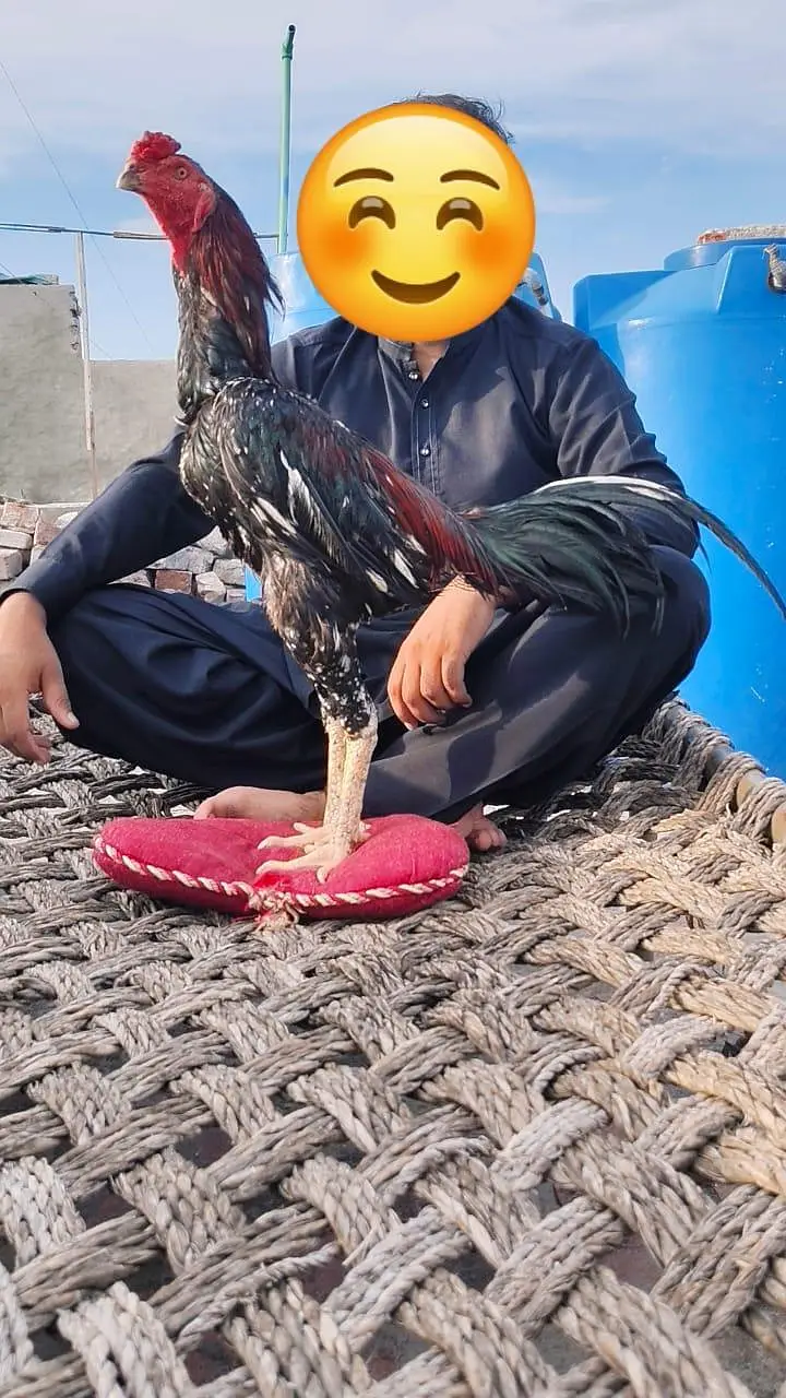 Adeel bird for sale — photo 2