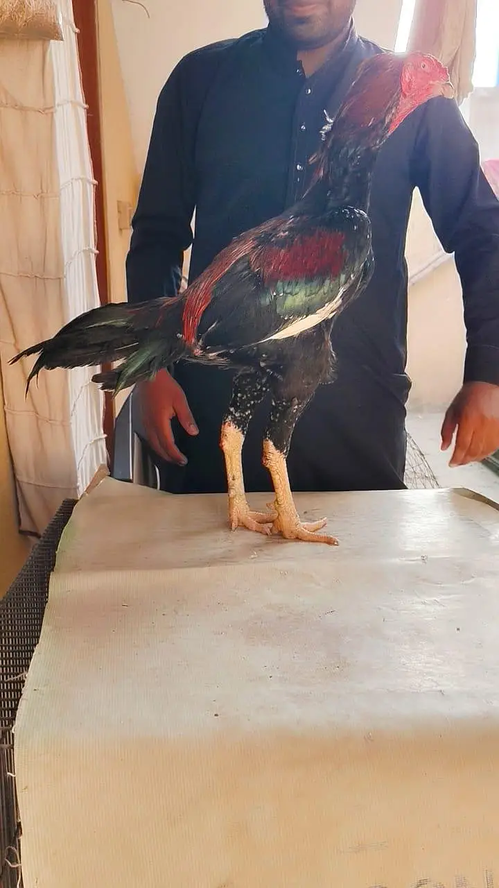 Adeel bird for sale — photo 3