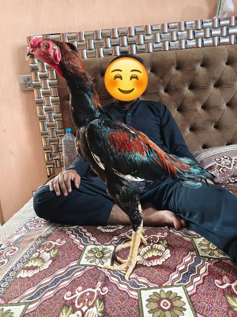 Adeel bird for sale — photo 4