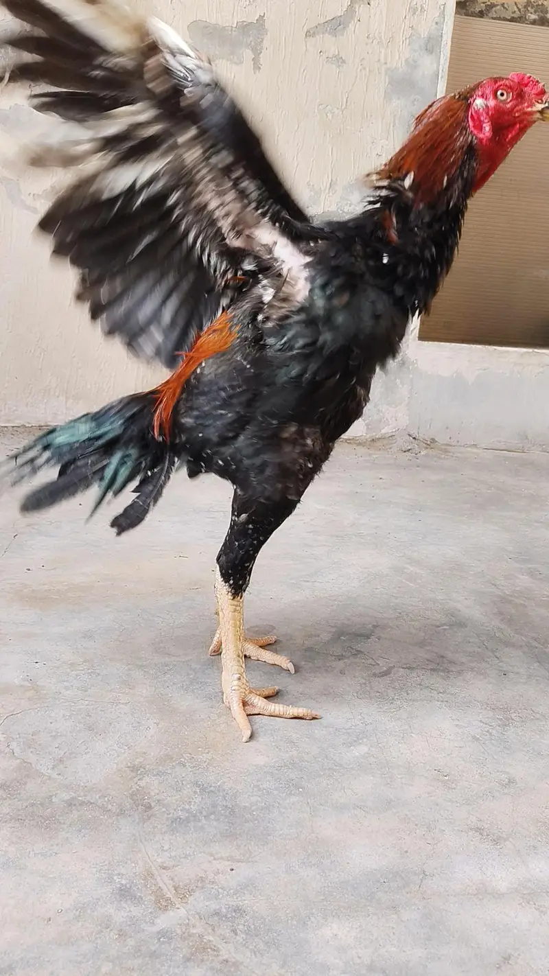 Adeel bird for sale — photo 5