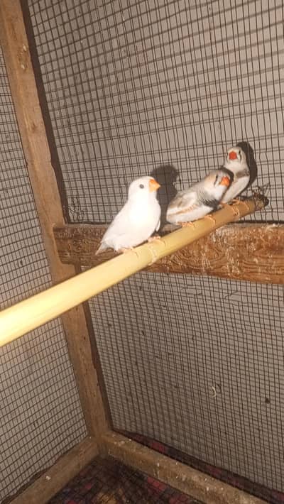finches pair 1 extra male hai available