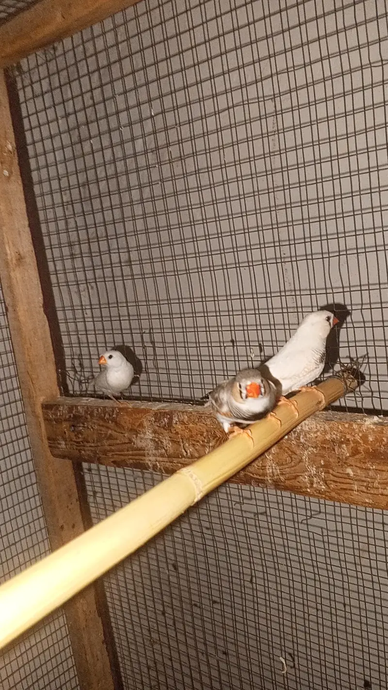 finches pair 1 extra male hai available — photo 3