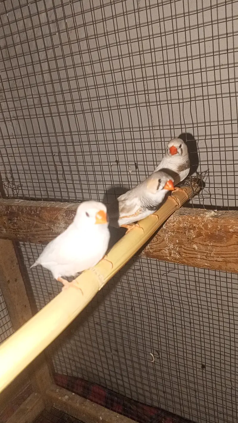 finches pair 1 extra male hai available — photo 4