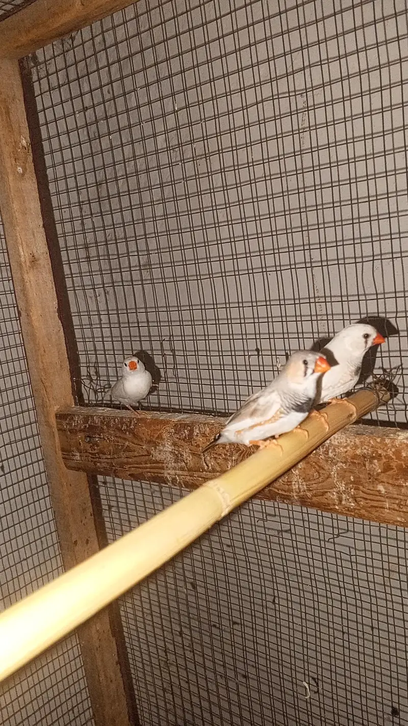 finches pair 1 extra male hai available — photo 5