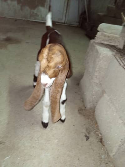 For sale that goat