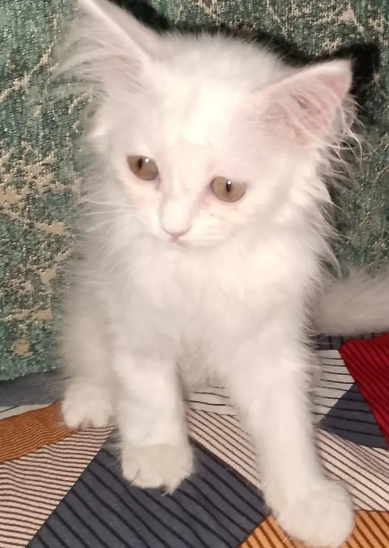 Pure White Persian Kitten(triple coated), 3-4 Months Old — photo 2