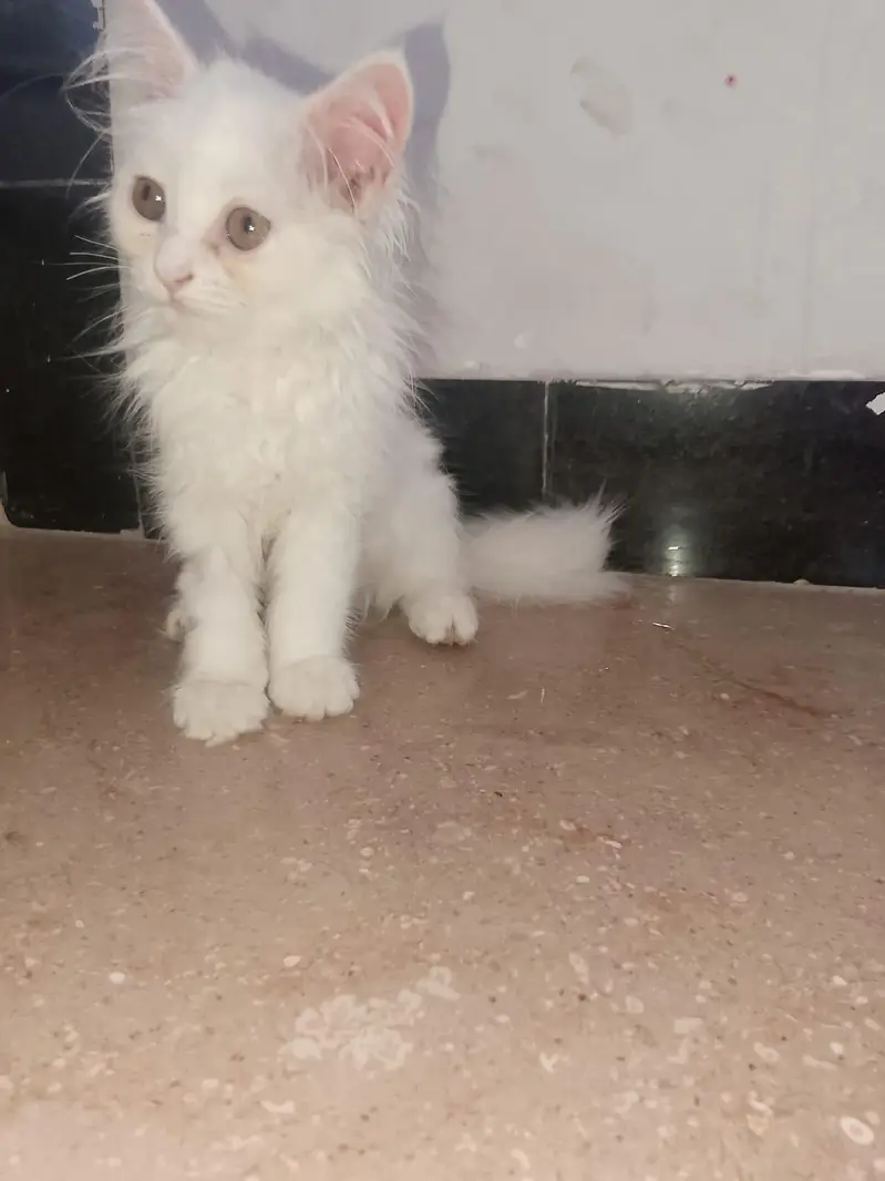 Pure White Persian Kitten(triple coated), 3-4 Months Old — photo 3