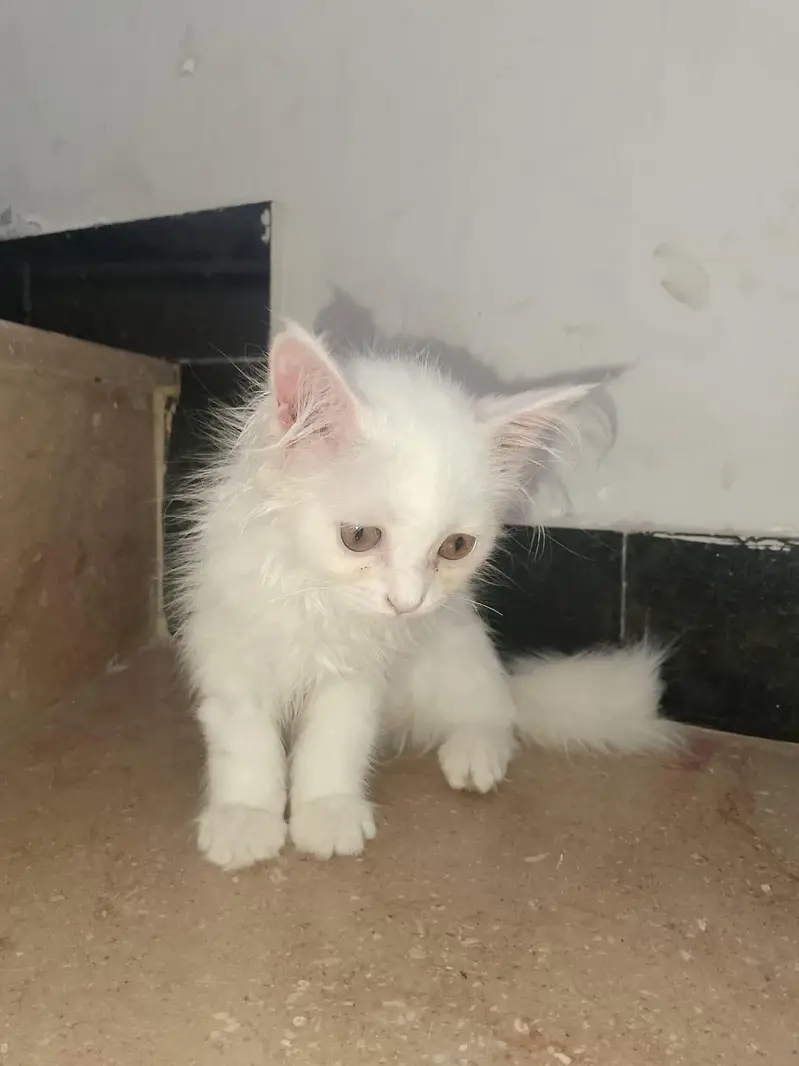 Pure White Persian Kitten(triple coated), 3-4 Months Old — photo 4