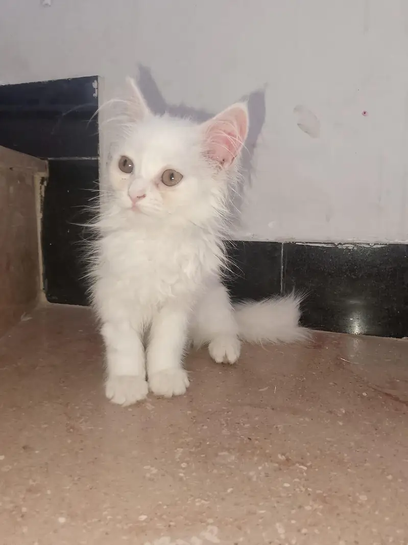 Pure White Persian Kitten(triple coated), 3-4 Months Old — photo 5