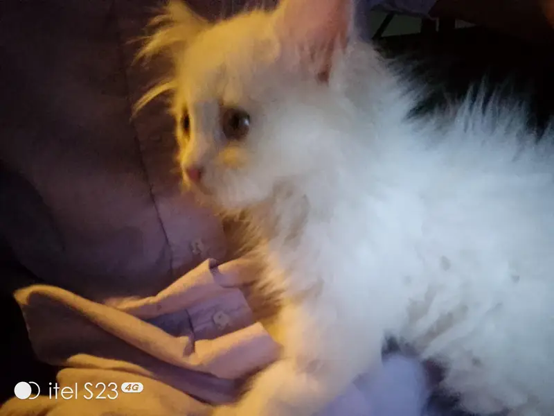 Pure White Persian Kitten(triple coated), 3-4 Months Old — photo 6