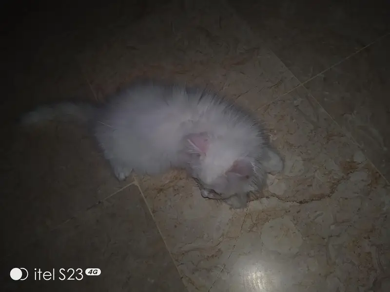Pure White Persian Kitten(triple coated), 3-4 Months Old — photo 7