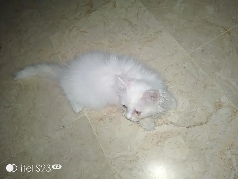 Pure White Persian Kitten(triple coated), 3-4 Months Old — photo 8