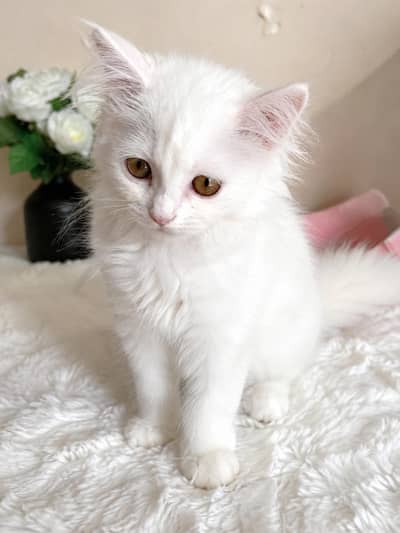 Pure White Persian Kitten(triple coated), 3-4 Months Old