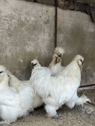 1 male 2 female