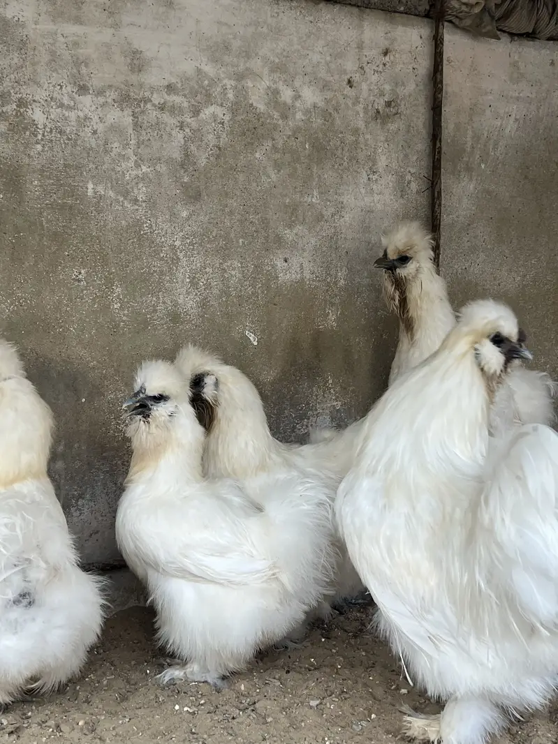 1 male 2 female — photo 2