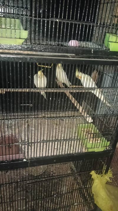 4 pair cocktail and 2 pair love bird. 03006204952