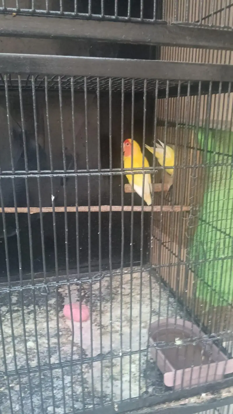 4 pair cocktail and 2 pair love bird with cage. 03006204952 — photo 2