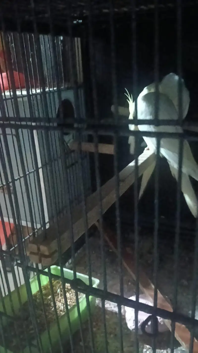4 pair cocktail and 2 pair love bird with cage. 03006204952 — photo 3