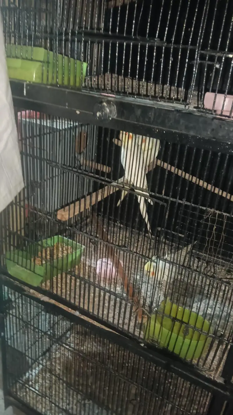 4 pair cocktail and 2 pair love bird with cage. 03006204952 — photo 4