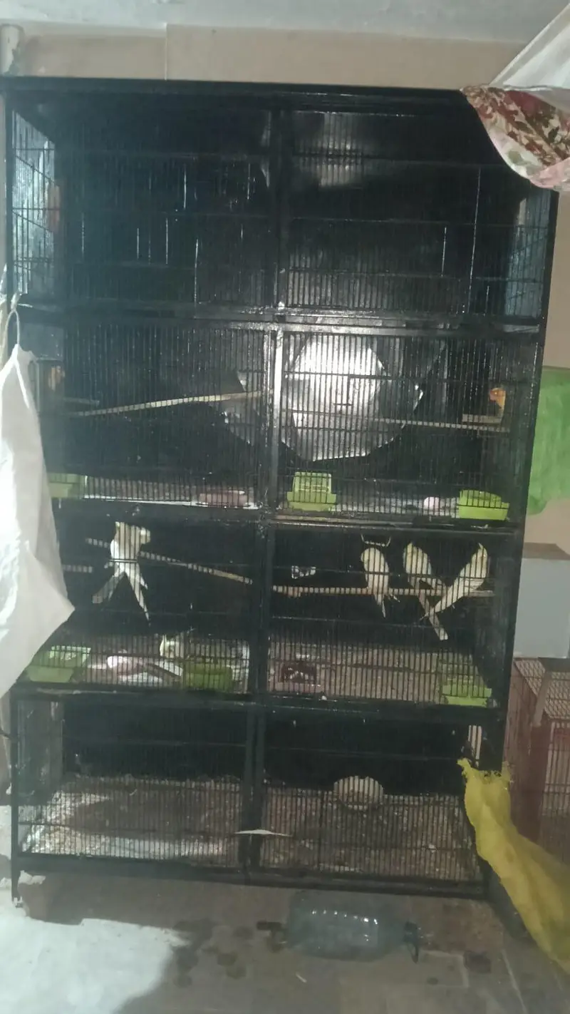 4 pair cocktail and 2 pair love bird with cage. 03006204952 — photo 5