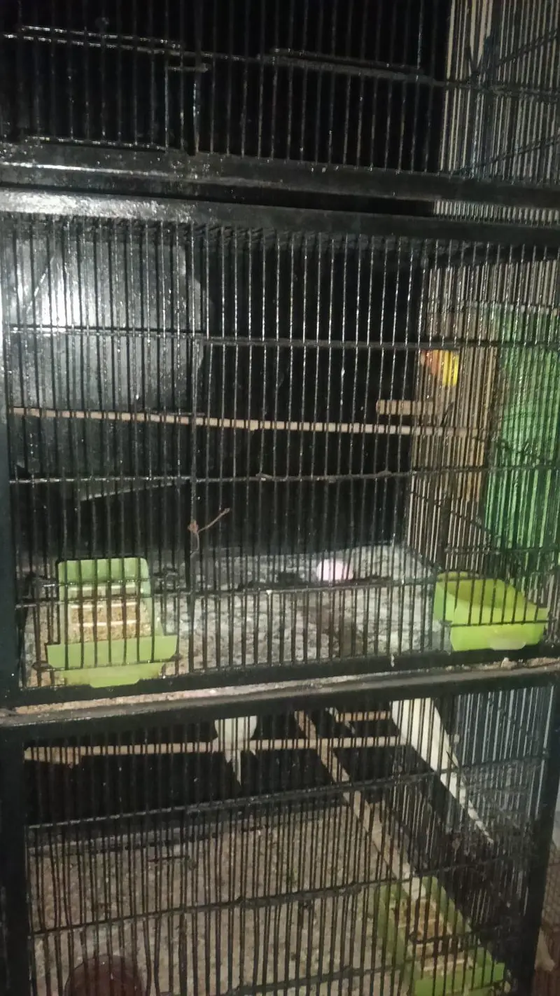 4 pair cocktail and 2 pair love bird with cage. 03006204952 — photo 6