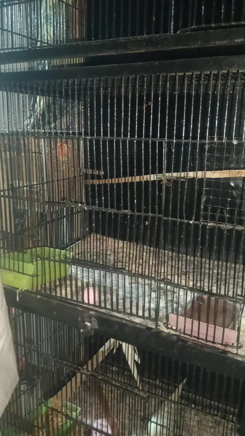 4 pair cocktail and 2 pair love bird with cage. 03006204952 — photo 7