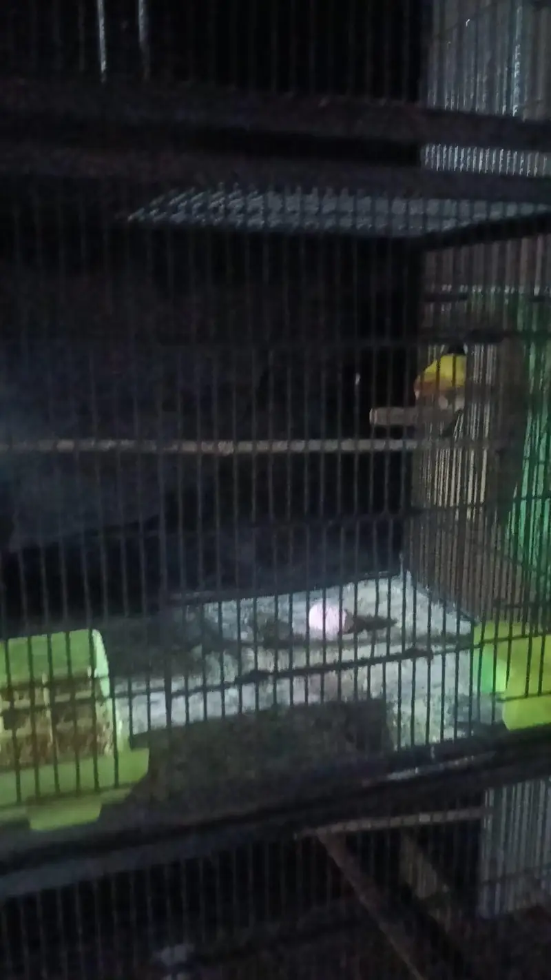 4 pair cocktail and 2 pair love bird with cage. 03006204952 — photo 8