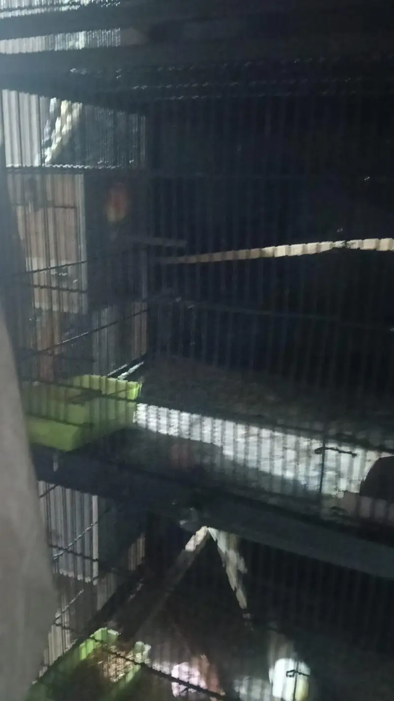 4 pair cocktail and 2 pair love bird with cage. 03006204952 — photo 9