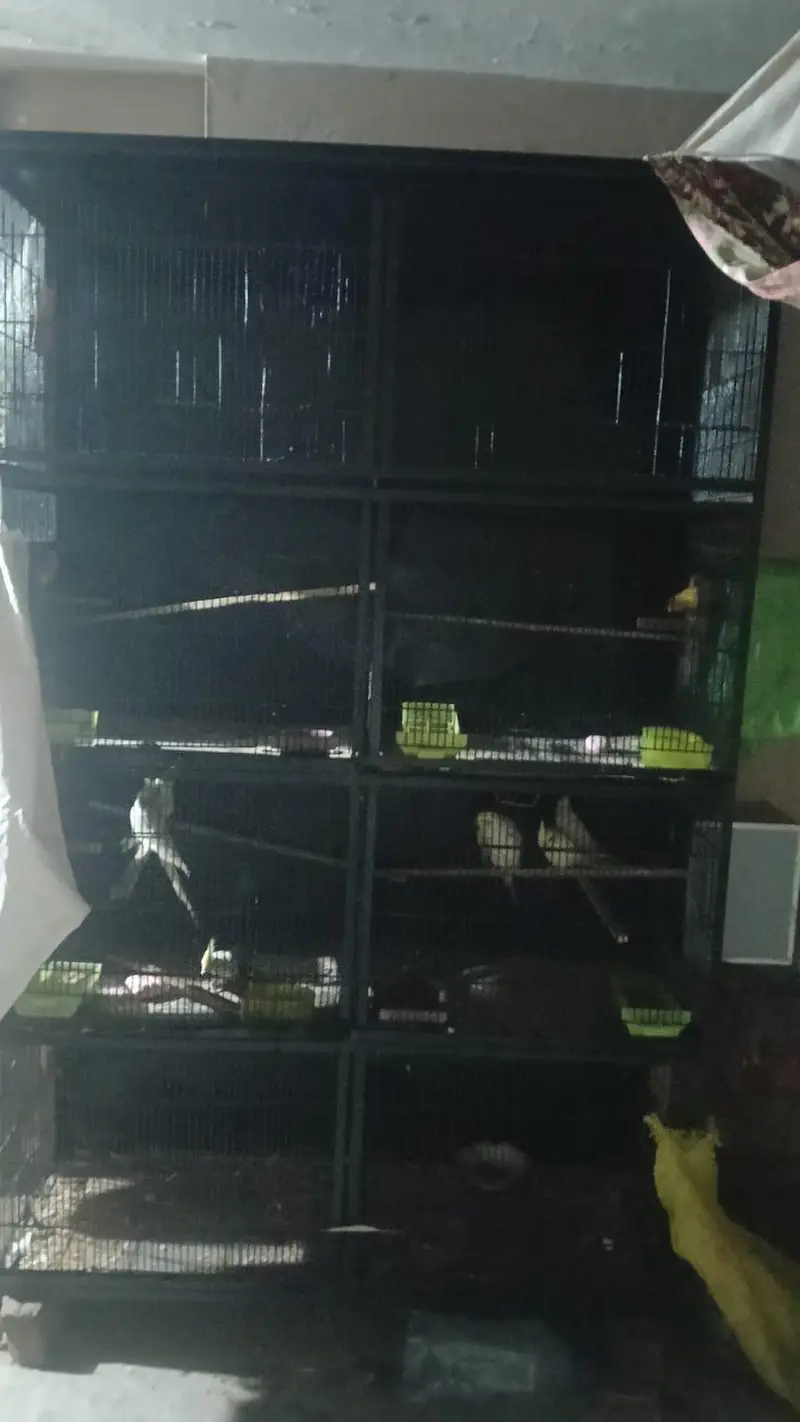 4 pair cocktail and 2 pair love bird with cage. 03006204952 — photo 10