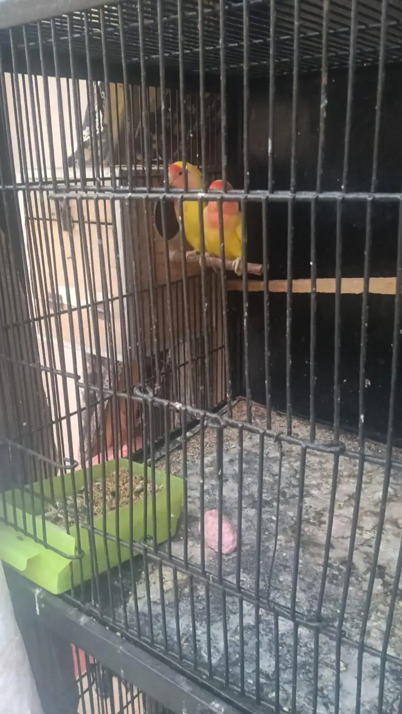 4 pair cocktail and 2 pair love bird with cage. 03006204952 — photo 11