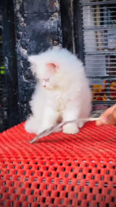 Quality Persian cat & Kittens. Male & female 03479996792 whatsapp