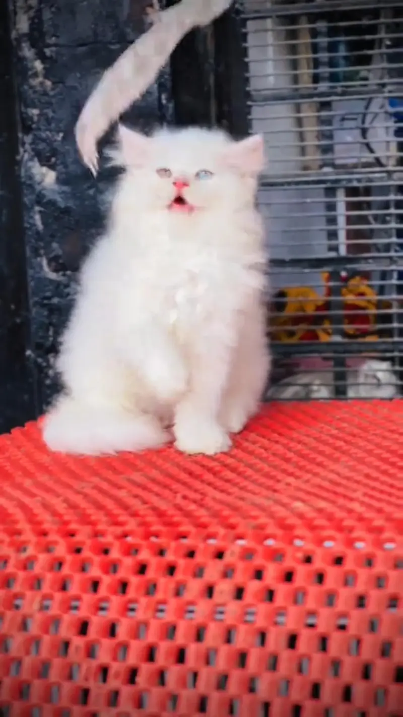 Quality Persian cat & Kittens. Male & female 03479996792 whatsapp — photo 2