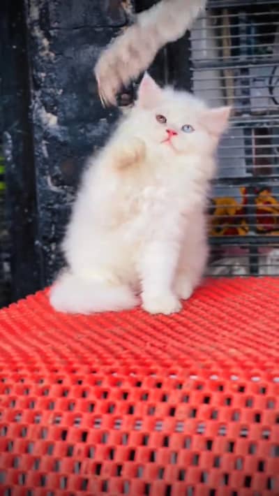 Quality Persian cat & Kittens Male & female  0348 7277309 WhatsApp