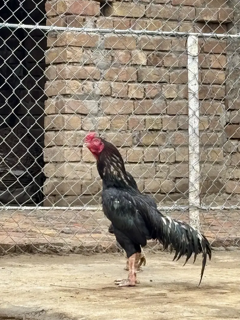Aseel lasani — photo 2