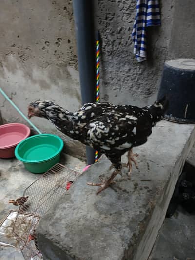 aseel hens