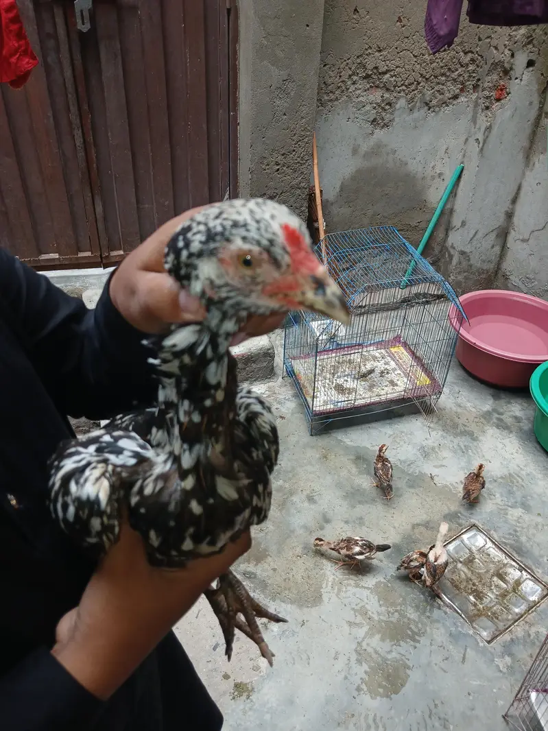 aseel hens — photo 2