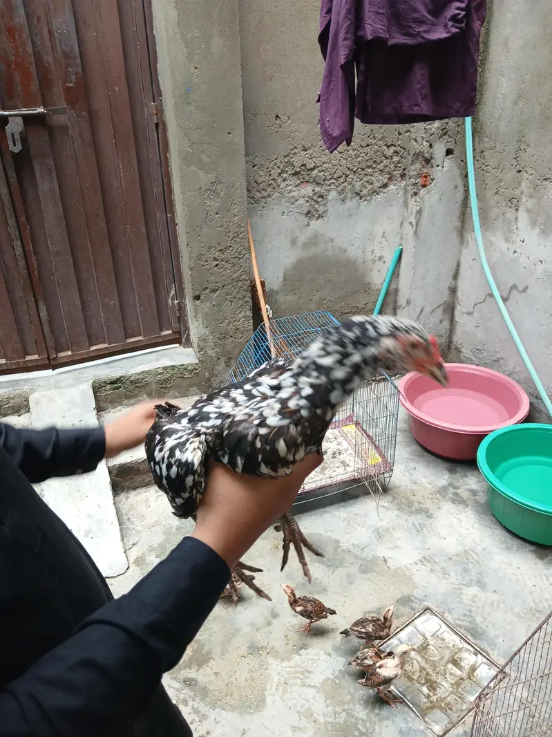 aseel hens — photo 3