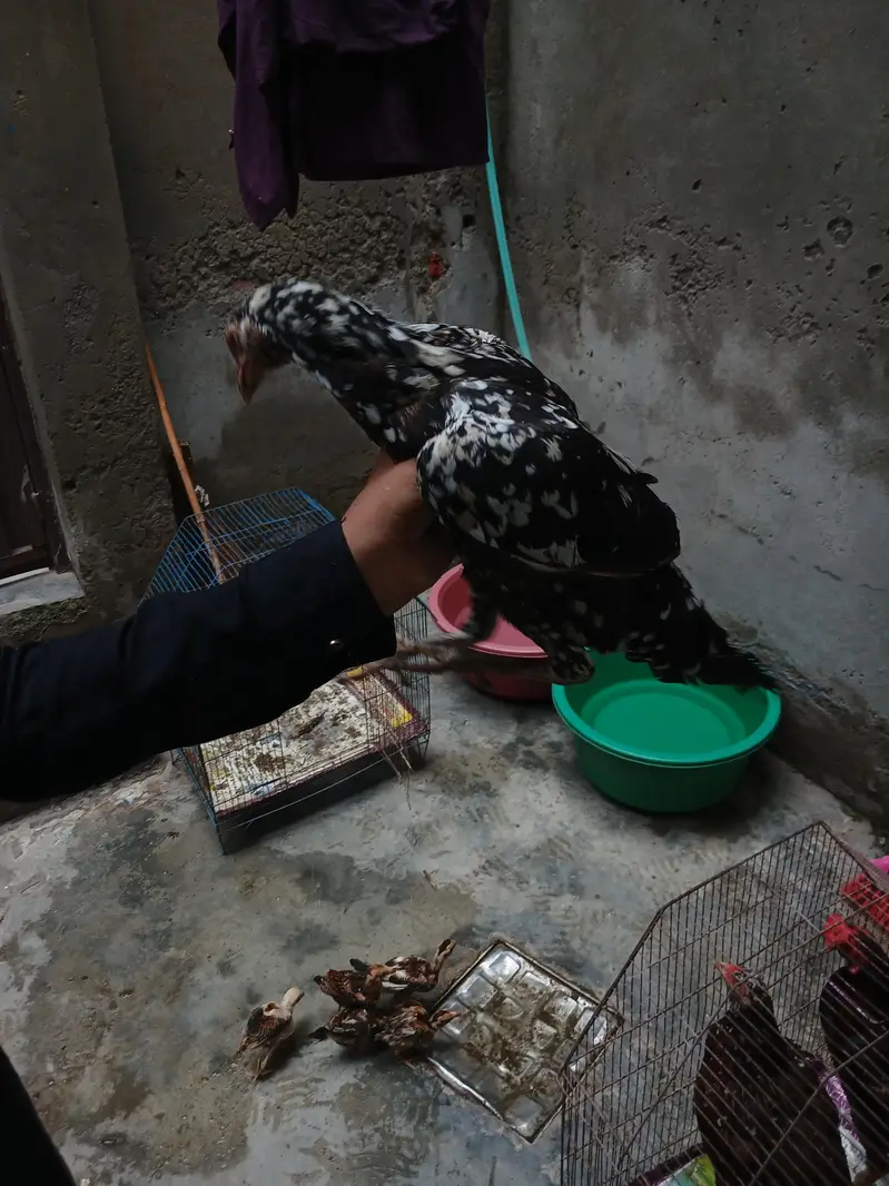 aseel hens — photo 4