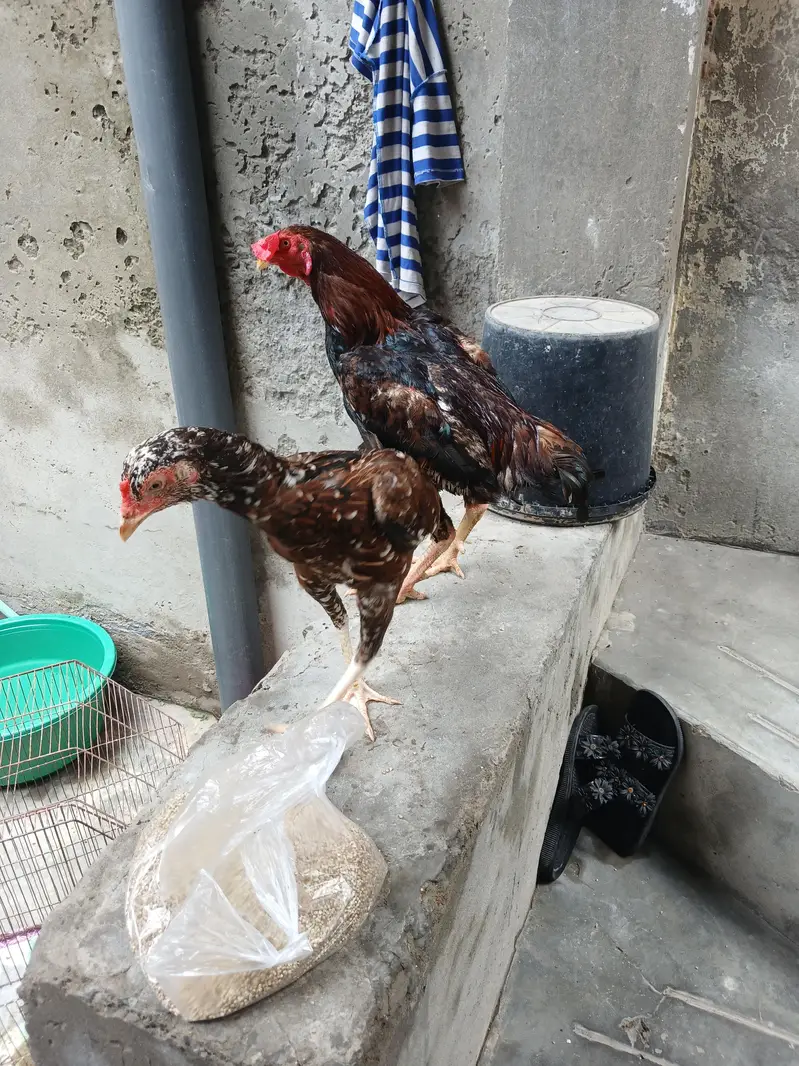 aseel hens — photo 5