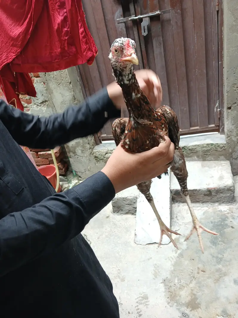 aseel hens — photo 6