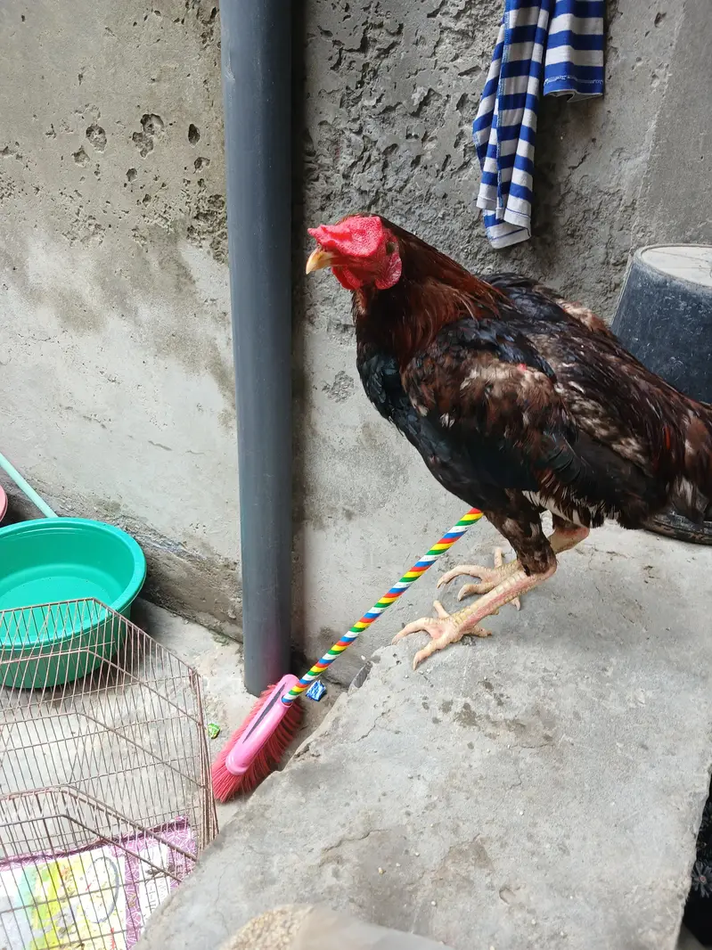 aseel hens — photo 7