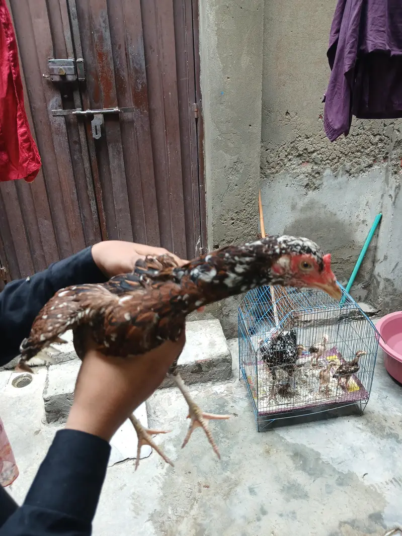 aseel hens — photo 8