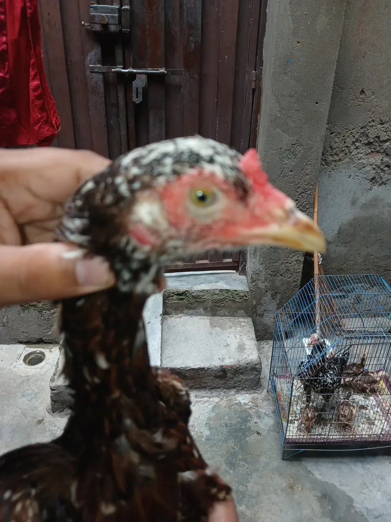 aseel hens — photo 9