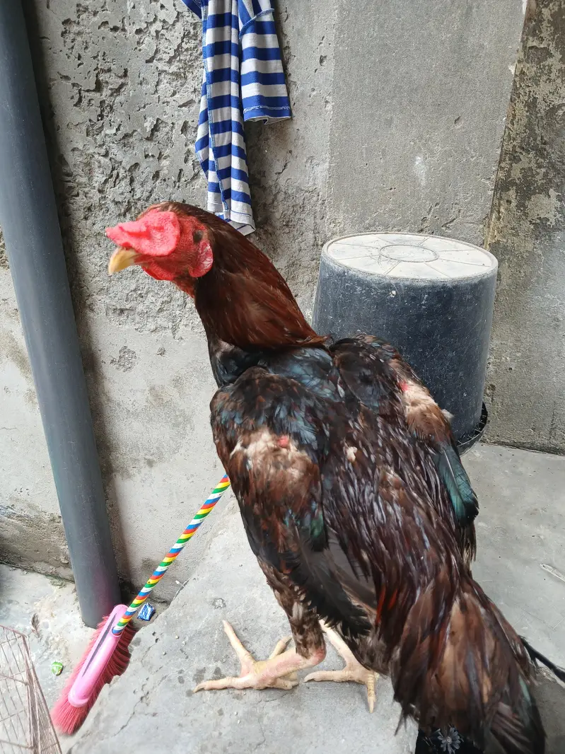 aseel hens — photo 10
