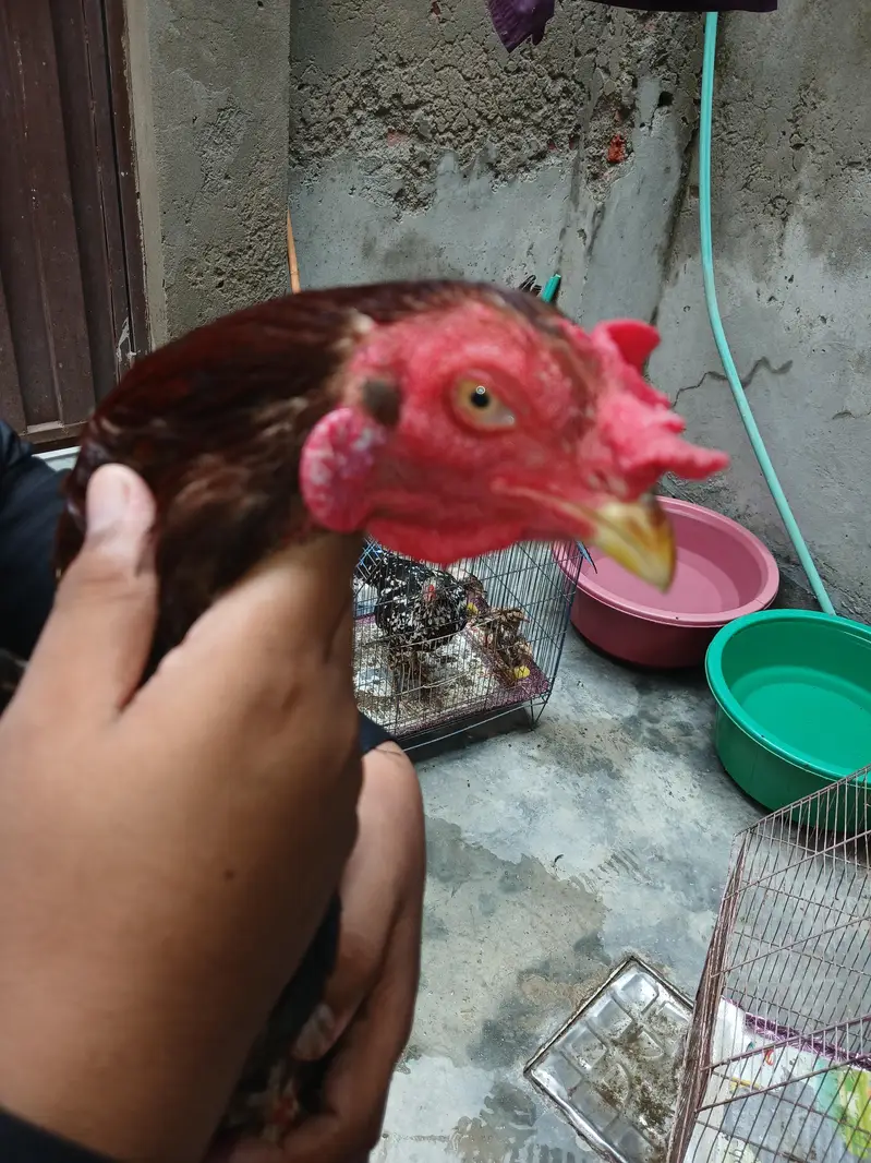 aseel hens — photo 11