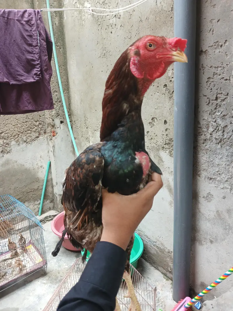 aseel hens — photo 12