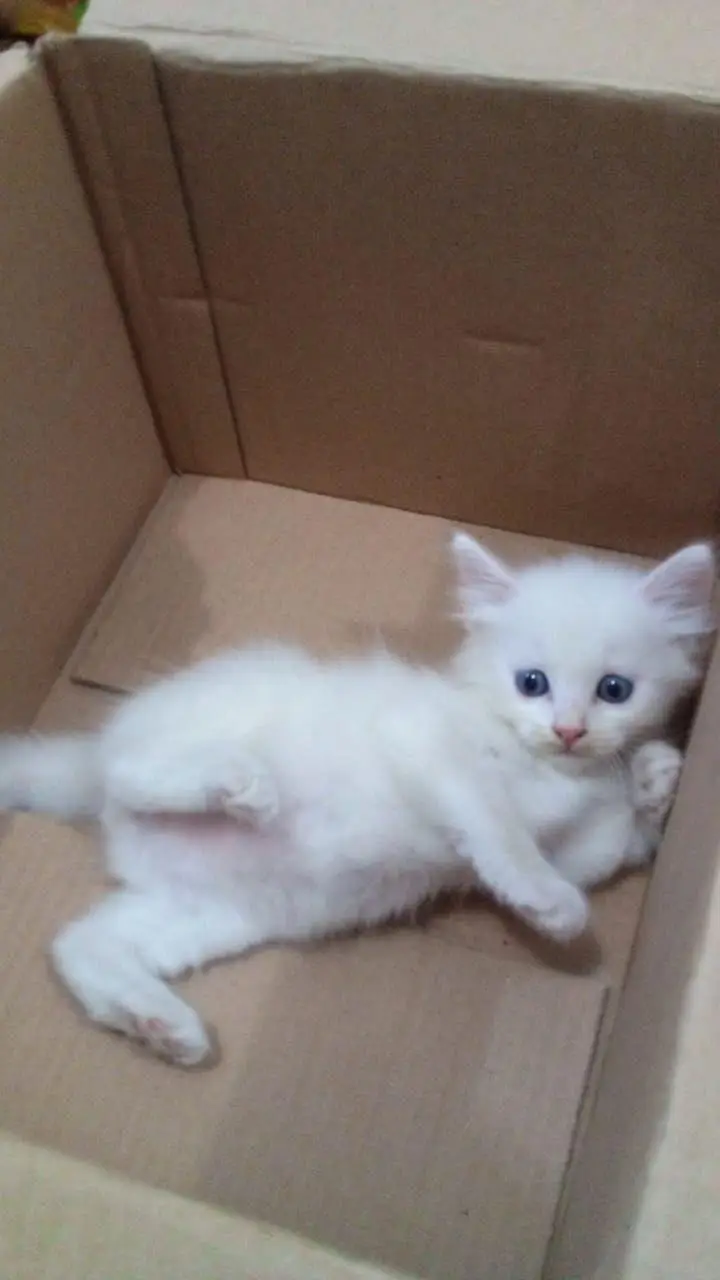 Pure Persian Kitten (1 Month Old) – Healthy & Cute — photo 2